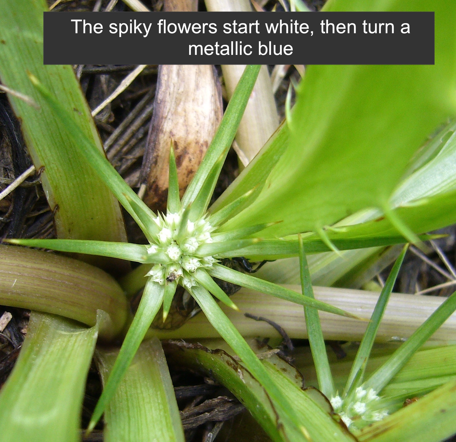 Eryngium vesiculosum (Prickfoot) at Greenlink Sandbelt Indigenous Nursery